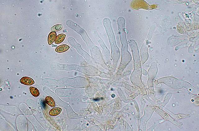 Galerina spec.  Cod.: 1915-07